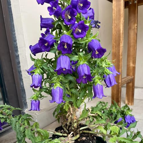 Semi di campanula-Campanula media,resistenti all'esterno,semi di e in vaso giardino decorativo,a crescita rapida regali per 450pcs