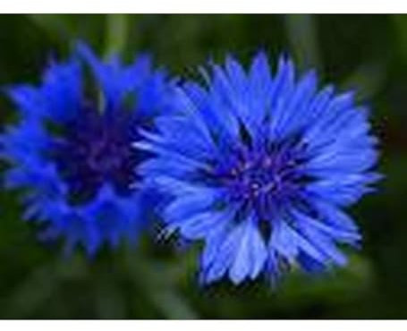 Sachet de graines de Centaurée barbeau double bleu - 1 g - fleur annuelle - LES GRAINES BOCQUET