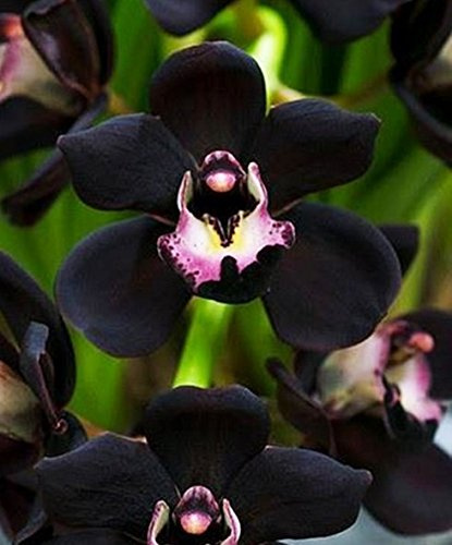100 pezzi unici semi noir Cymbidium Faberi fleur jardin semi de fleur plante de fleur de fleur d'orchidée Semi