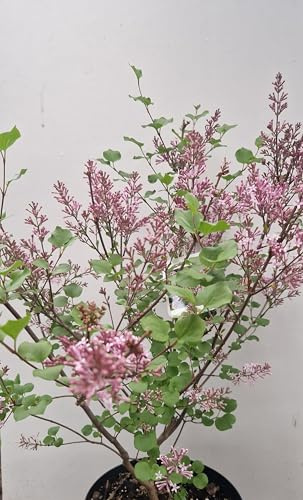 Zwergflieder Syringa meyeri Palibin 40-60 cm im 5 Liter Pflanzcontainer | Winterhart, duftend & bienenfreundlich – kompakt wachsend, pflegeleicht, Blüte im Frühling, für Beet & Garten