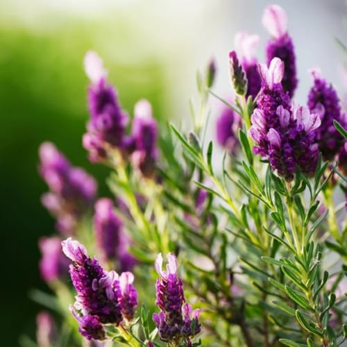 Semi di lavanda biologici, lavandula angustifolia, decorazione da giardino per esterni di lavanda resistenti perenni di medicinali da appartamento 130pcs