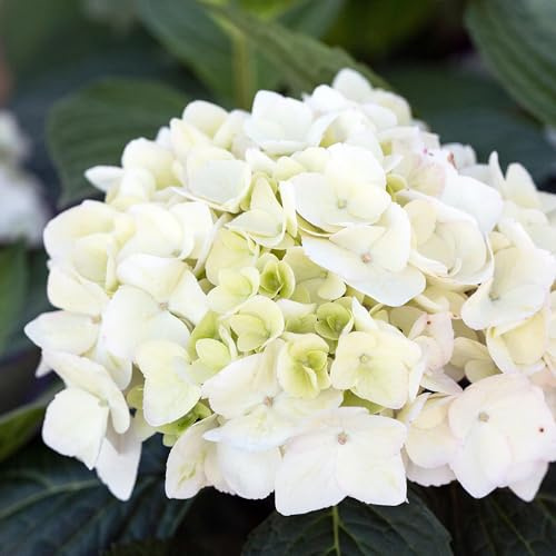 Green boutiQ - Plante de jardin - Hydrangea Endless Summer The Bride - Hortensia - Rustique - Blanc - 4 Plantes - Pot 14cm - Hauteur 20-25cm