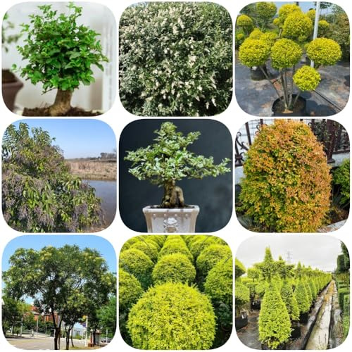 Semi di siepe di ligustro, per giardinieri arbusti sempreverdi, resistenti all'inverno d'appartamento resistenti giardino arbusti esotico decorazioni da 100pcs
