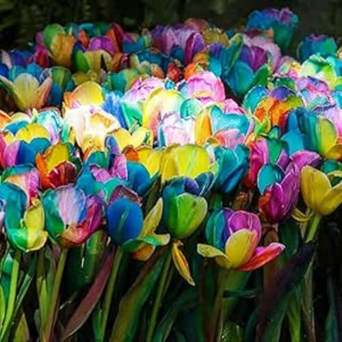 Tulip Bulbs.Strong Plants That Grow Well Mix Golden Jade Carving Feels Beautiful-6 Bulbs-A