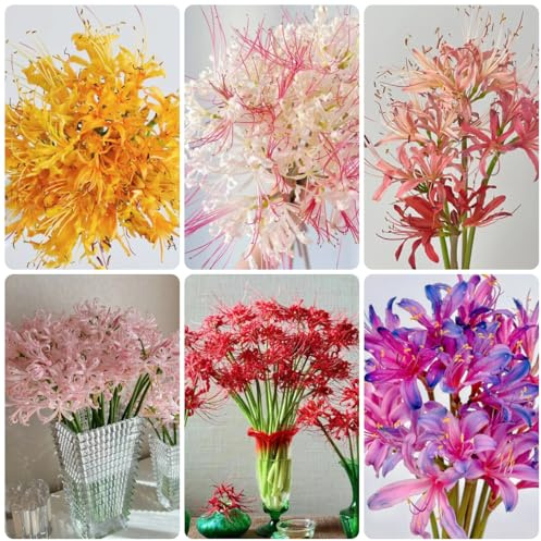 Bulbos de lirio araña - lycoris radiata - balcón, decoración de jardín exterior, sangre exóticas, jardinera, 10pcs