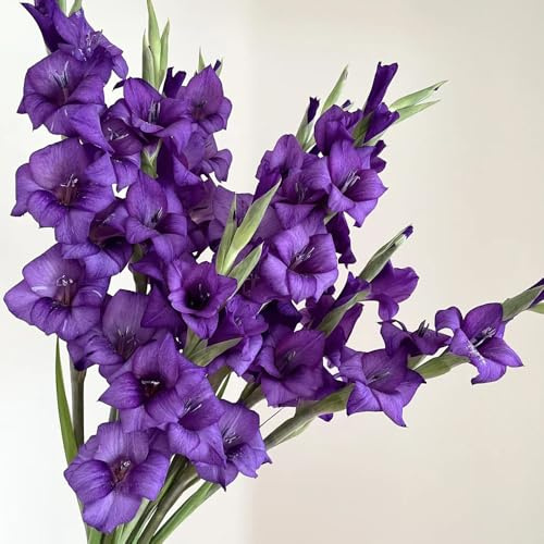 Bulbi di gladioli, resistenti all'inverno per balconi resistenti all'esterno resistenti 9pcs