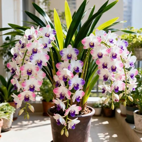 Orchidea Cymbidium dal profumo intenso - Facile da coltivare - Fiorisce sia in casa che all'aperto - Adatta ai principianti-8 PCS-D