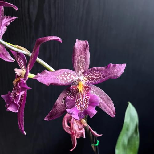 semi di orchidea oncidium - selvatici da balcone da balcone perenni resistenti da giardino, aiuole rialzate 400pcs