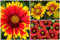 6 tapones Gaillardia Misti Piante