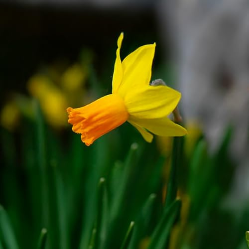 Bulbi di NARCISO | Bulbi provenienti dai migliori produttori Olandesi | Esclusiva selezione e controllo qualità | Fioritura garantita dal primo anno. (10 Narcisi ciclaminei JETFIRE)