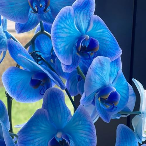 Rizoma Di Cymbidium Orchidea, Resistenti Al Freddo E Alla Siccità, Facile Da Coltivare, Perfetta Idea Regalo-8 rizoma-G