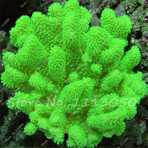 12000 pcs Aquarium Plant Seeds, Moss Fern Aquarium Plant Fish Tank Aquatic Seeds