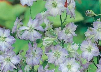 100 Seeds of Flower Larkspur Frosted Skies