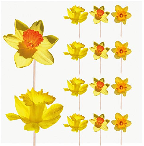 AK Giftshop Daffodils Easter Cupcakes Cake Food Decorations Picks Toppers - (Pack of 14)