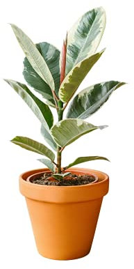 Ficus Elastica Tineke - Planta