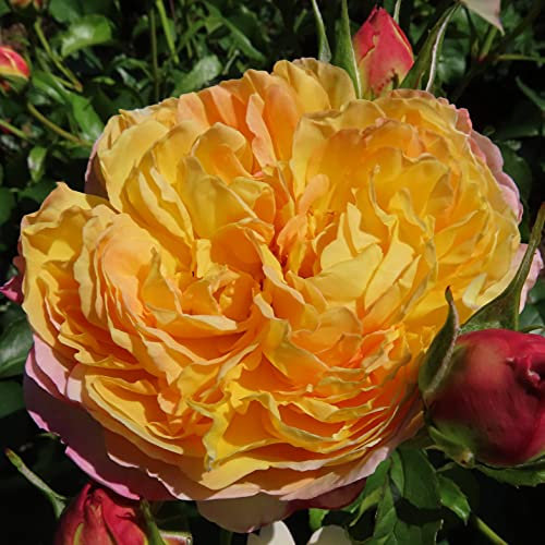 Charlotte's Rose - 5.5lt Potted Shrub Garden Rose Bush - Lemon and Creamy Yellow Full Blooms with Tinges of Salmon Pink, Strongly Scented
