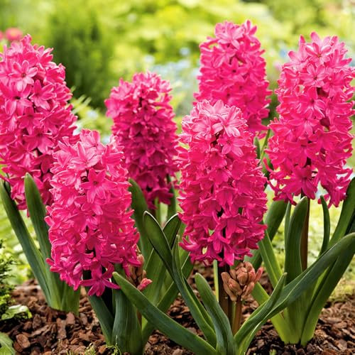 Carbeth Plants - 30 x Hyacinth Scarlet Pearl Spring Bulbs - Highly Fragrant Outdoor Flowering Perennials - UK Hardy Low Maintenance Pollinator Friendly - Grow in Beds, Borders and Patio Pots