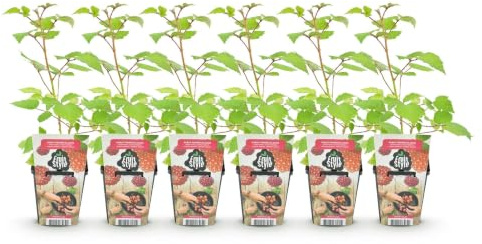 GreenboutiQ - Plantes à fruits - Mûrier japonais - Rubus Phoenicolasius - Rustique - 6 Plantes - Pot 9 cm - Groseille rouge