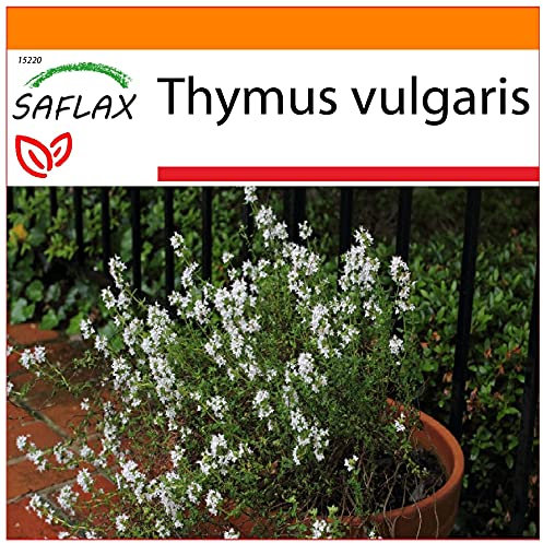 SAFLAX - Garden in the Bag - Tomillo - 200 semillas - Con sustrato de cultivo en un sacchetto rigido fácil de manejar. - Thymus vulgaris