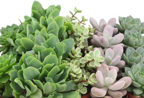 5 Plantas Naturales Suculentas - Plantas de Interior o Exterior con Maceta de 5cm