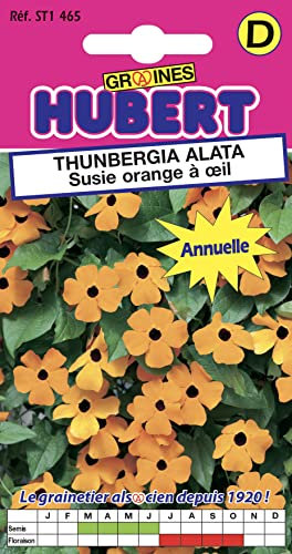 Graines de Thunbergia Alata - Susie Orange à Oeil - 0,3 grammes