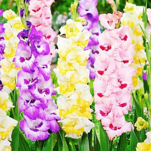 Vnuhgzs Gladiolos de fácil cuidado/gladiolos/decoración interior y exterior/fácil de cultivar-15 rizoma-J