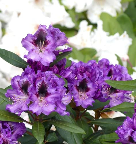 Rhododendron Hybride  Blaue Jungs  violettblau 30-40 cm
