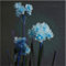 Narciso bulbo,Narcisos flores naturales bulbo,bulbos De Narcisos,hierbas Perennes,Bulbos de narciso,Narciso Planta,decoración del hogar,narcisos amarillos,narcisos flores.-2bulbos-F