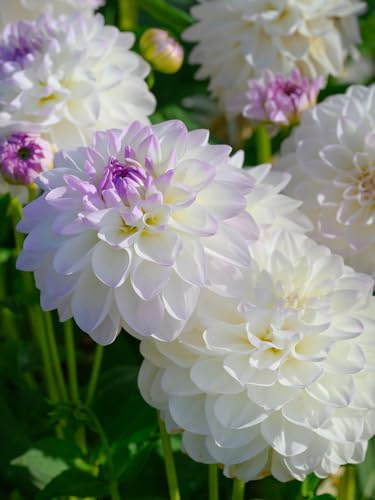 Dahlie Eveline | 1 Stück | Knolle | Schnittblume | Lila | Weiß | 100% Blütegarantie | QFB Gardening