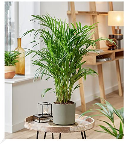 BALDUR Garten Areca Palme ca. 35-45 cm, 1 Pflanze, Zimmerpflanze luftreinigend, verbessert das Raumklima, Dypsis lutescens areca, Grünpflanze, mehrjährig - frostfrei halten, pflegeleicht