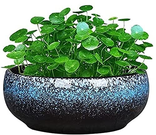 Round Large Shallow Glazed Planter Pots Outdoor Succulent Planter Bowl Bonsai Pots Garden Decorative Ceramic Flower Pot Non-porous Suitable for Hydroponic Plant Container (Color : Blue) Interesting