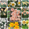 bulbos de narcisos resistentes - jardín rocalla plantas resistentes bulbos de narciso planta de interior resistente bulbos de flores de flores flores plantas exóticas 3pcs