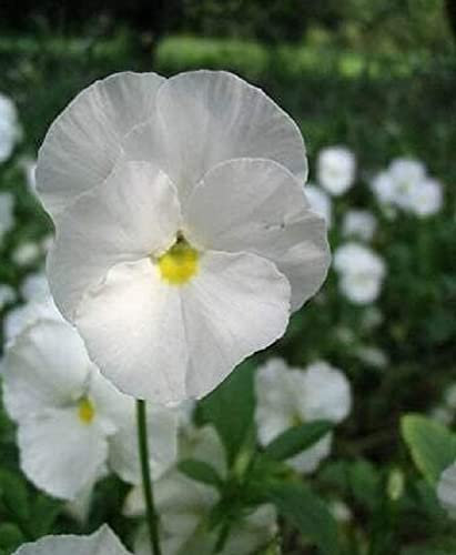 Semillas de flores Semillas de plantas en macetas Flor - Semillas de pensamiento blanco - Caja de pinturas - Jardín familiar híbrido F2-30 Semillas C04