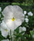 Graines de fleurs Graines de plantes en pot Fleur - Graines de pensée blanches - Paintbox - F2 Hybrid Family Garden - 30 graines C04