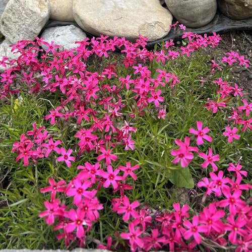 flox tappeto Arredamento del soggiorno con rialzata phlox Decorazioni autunnali per un giardino resistente ombra semi di selvatici per l' 200semi