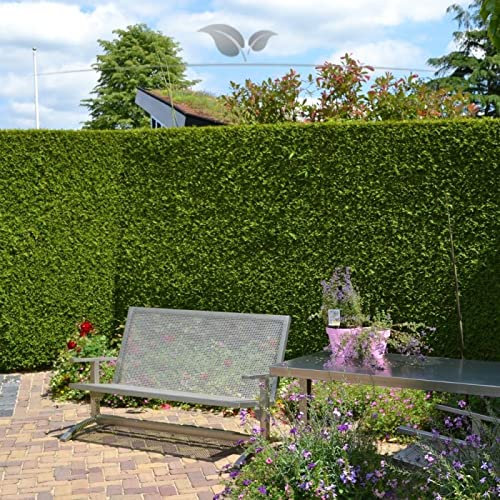 Gardline - Lebensbaum Thuja Brabant 140-160 cm IM Topf. 3-200 Heckenpflanzen. Thujahecke - 5 St. (ca. 2 Meter)