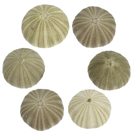 Gadpiparty Seeigelschalen Bastelmaterial 6 Stück Natürliche Muscheln für Hochzeitsdeko und Wohnzimmer mit Farbvariation und Maritimem Flair
