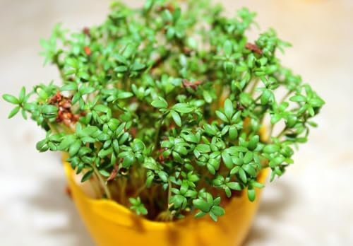 Lepidium sativum, Garden Cress 1000 Seeds