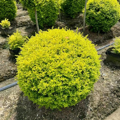 semi di siepe di ligustro, comprare esotiche da balcone giardino da appartamento che purificano l'aria, resistenti 75pcs