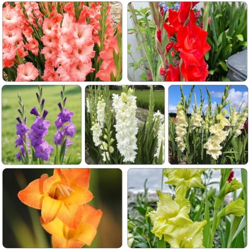 gladiolen garten kräutergarten winterharte kübelpflanzen dekopflanzen pflanzenkübel blumenzwiebeln mehrjährig winterhart zimmerpflanzen deko büro dachbegrünung blumenwiese hochbeet 2zwiebeln