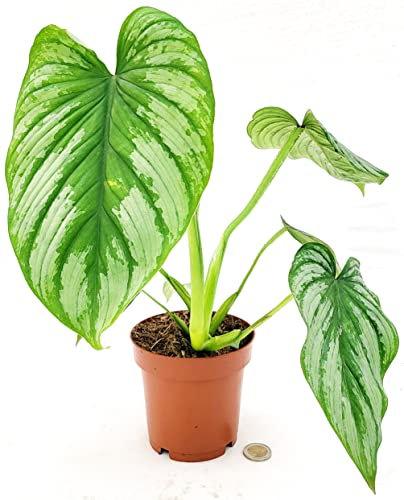 POWERS TO FLOWERS - PHILODENDRON, PHYLODENDRON, MONSTERA MAMEI, VASO 12CM, pianta vera