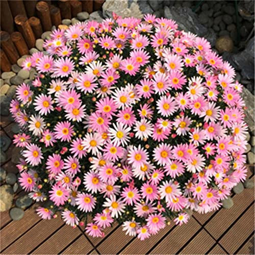 100 unidades Dalia Semi di Fiori assortiti Confezione Casa Giardino Perenne Piantine Piante Bonsai Semi 100 pz