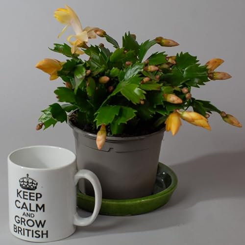 Christmas Cactus | Schlumberger | Houseplant | 13cm Pot (Yellow)