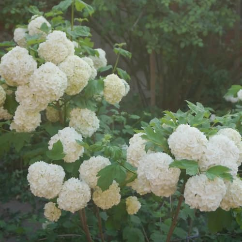 Semi di ortensia palla di neve - giardino vecchie varietà da esterno resistenti serre da balcone semi farfalle esotiche to decorazione giardino per 250pcs