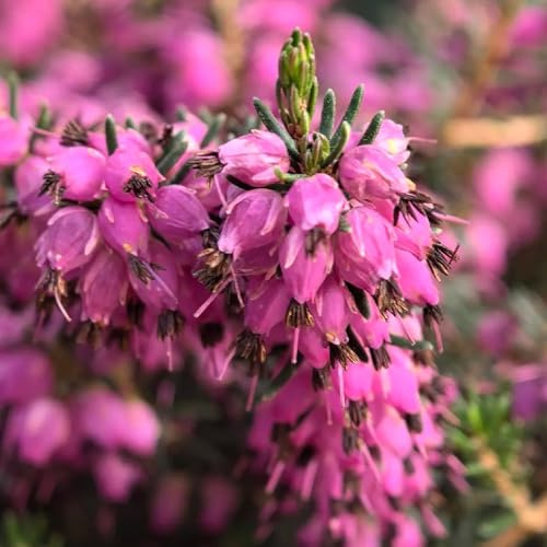 Heidekraut, balkongewächshäuser geschenke für gartenliebhaber winterharte für garten alte sorten blumenwiese 500Samen