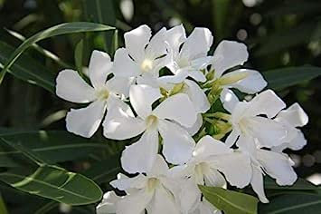 60 Seeds Nerium Oleander Oleandro Bianco '' Il Trasporto Libero:Seeds