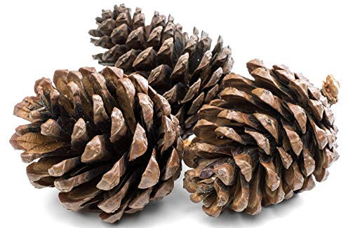 Floralcraft 1Kg Natural Pine Cones 5 to 7cm Christmas Wreath Garlands Decoration Dried Floral Arrangements