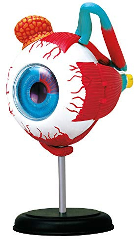 EXPLORA - Auge - Anatomie des menschlichen Körpers - 546054 - Realistisches Modell aus 32 Teilen - Montageanleitung und Bildungsquiz - Entdeckungskit - Kinderspiel - Wissenschaftlich - Ab 8 Jahren