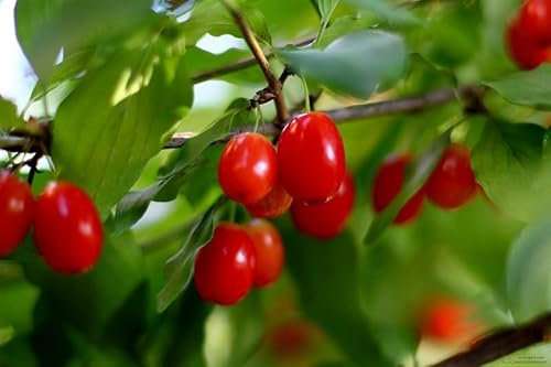 Corniolo (Cornus mas) – Pianta da Frutto e Ornamentale H 110 cm, Arbusto a Fioritura Gialla Precocissima, Frutti Commestibili (Corniole) – FOTO REALI