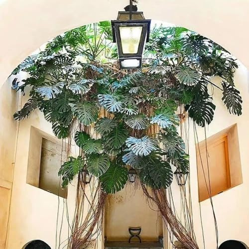 semillas de monstera - perennes resistentes decoración 200pcs